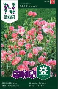 Atlasblomma, Sybil Shewood, rosa