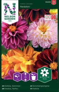 Dahlia, Sommar-, Redskin, bl färger