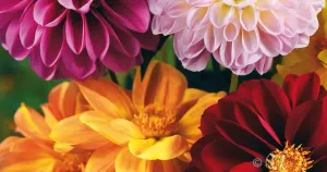 Dahlia, Sommar-, Redskin, bl färger