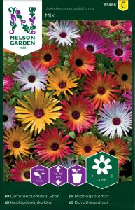 Doroteablomma, Stor, bl färger