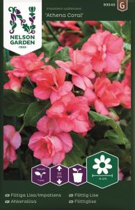 Flitiga Lisa, Athena Coral F1