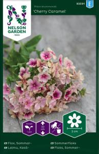 Flox, Sommar-, Cherry Caramel
