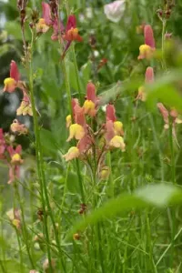 Färgsporre, Licilia peach