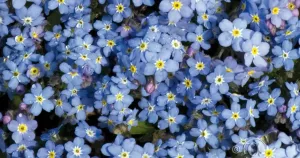 Förgätmigej, Blue Ball, blå