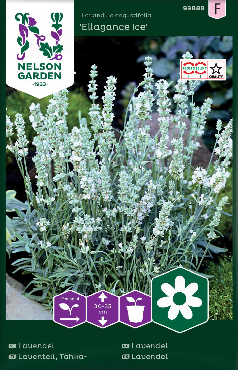 Lavendel, Ellagance Ice, vit