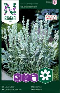 Lavendel, Ellagance Ice, vit