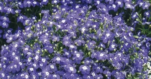 Lobelia, Häng-, Saphir, blå