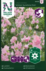Luktärt, Winter Sunshine Pink