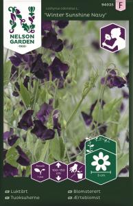 Luktärt, Winter Sunshine Navy