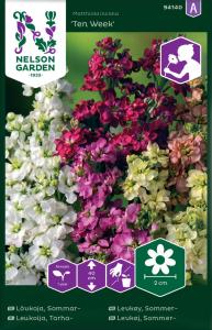 Lövkoja, Sommar-, Ten Week, bl färger