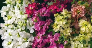 Lövkoja, Sommar-, Ten Week, bl färger