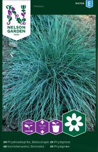 Prydnadsgräs, Blåsvingel