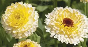 Ringblomma, Ivory Princess