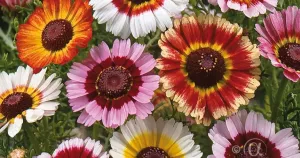 Ringkrage, Enkel, bl färger