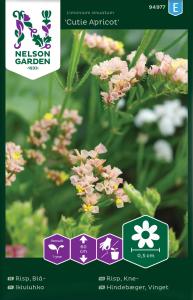 Risp, Blå-, Cutie Apricot