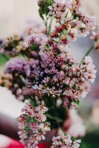 Risp, Blå-, Cutie Apricot