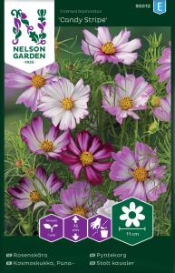 Rosenskära, Candy Stripe