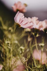 Rosenskära, Apricotta