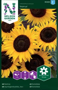 Solros, Ikarus, halvhög