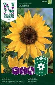 Solros, Jätte-, hög, gul