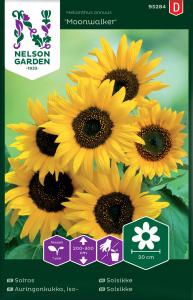 Solros, Moonwalker, hög