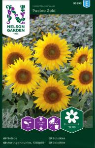 Solros, Pacino Gold, låg