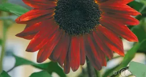 Solros, Ruby F1, hög