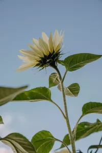 Solros, Buttercream F1