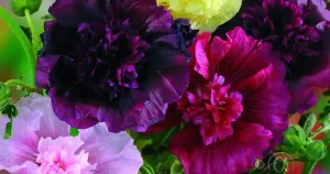 Stockros, Summer Carnival