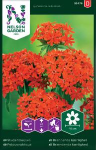 Studentnejlika, röd