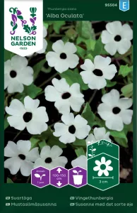 Svartöga, Alba Oculata, vit med öga