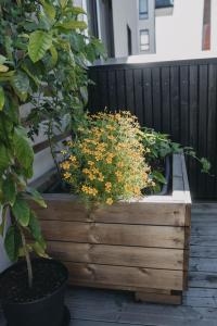 Tagetes, Liten, Lemon Star