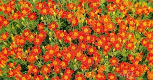 Tagetes, Liten, Tangerine Gem