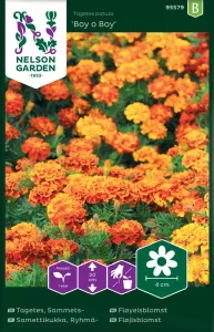 Tagetes, Sammets-, Boy o Boy