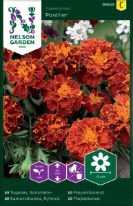 Tagetes, Sammets-, Panther