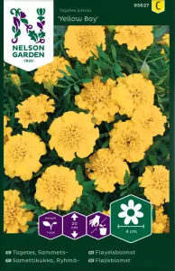Tagetes, Sammets-, Yellow Boy