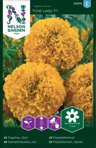 Tagetes, Stor-, First Lady F1