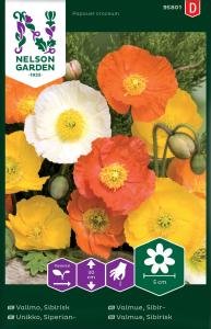 Vallmo, Sibirisk, bl färger