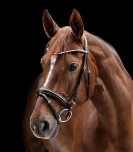 Träns Aachen X-Line Clincher Brun