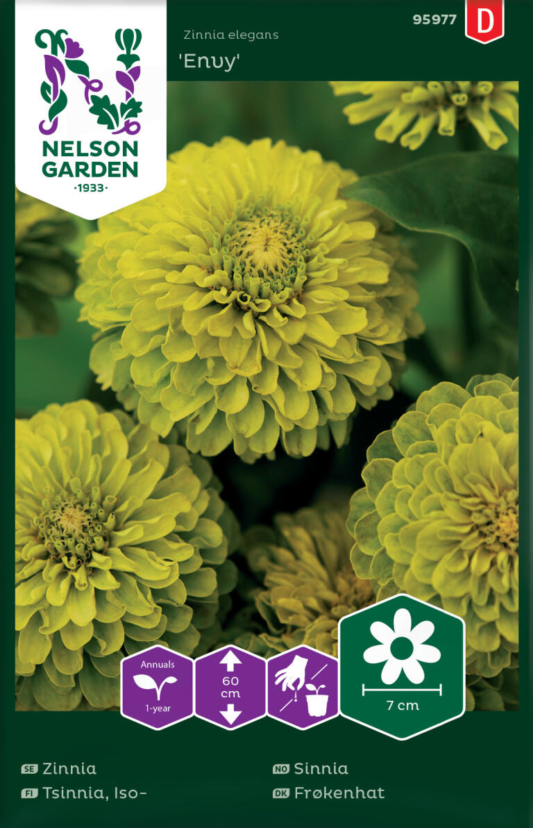 Zinnia, Envy, hög, limegrön