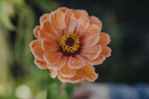 Zinnia, Hög, Bl färger