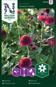 Zinnia, Cresto! Violet