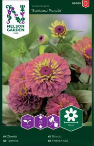 Zinnia, Sunbow Purple