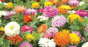 Zinnia, Takii's Choice