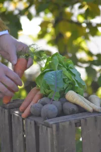 Såband, 3-i-1, Rotfrukter