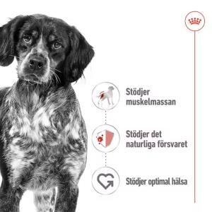 RC Medium Adult Loaf Can 410 g