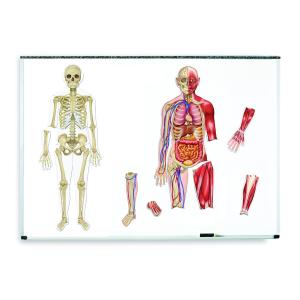 Människokroppen magnetisk