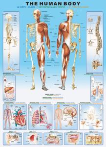 The Human Body Pussel 1000 bitar