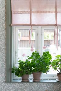 Hissgardin Sanna Rosa 100x100cm Fondaco