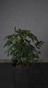 Star Trading Firework Solcellsdekoration Svart 100cm